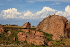 Cheetahs on Kopje