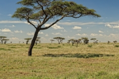 Acacias