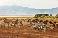 Ngorongoro Crater