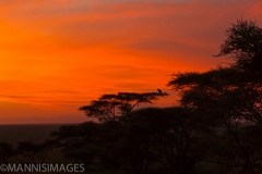 Serengeti Sunrise