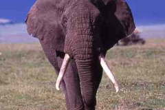 Bull Elephant