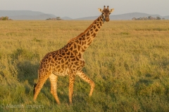 Giraffe 2