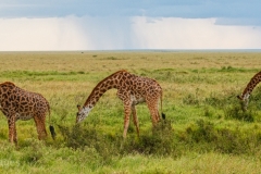 Giraffes Grazing