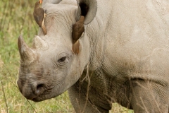 RHINO 1
