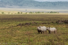 Rhino 2