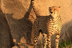 Cheetah Marking