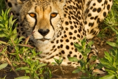 Stare Down