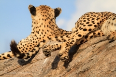 Cheetahs