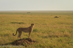 Cheetah On Mound