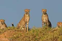 Cheetah Family