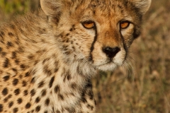 Cheetah Closeup