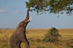 Hungry Elephant