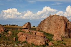 Cheetahs on Kopje
