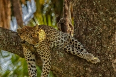 Leopard 1