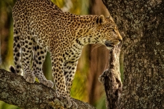 Leopard 2