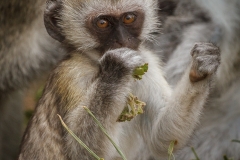 Vervet Baby