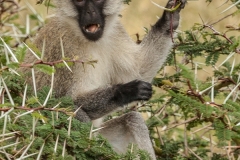 Vervet Monkey