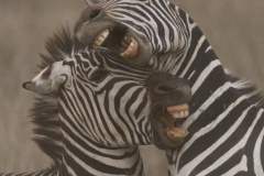 Zebra Battle