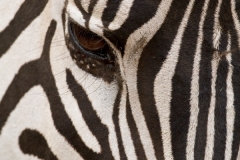Zebra Eye