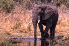Elephant Drinking
