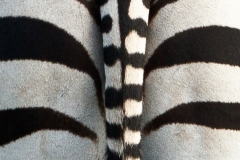 Zebra Tail