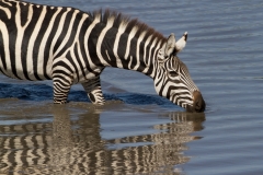 Zebra Reflection