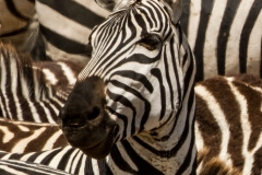Zebra Head