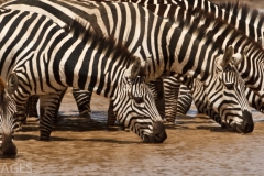 Zebras Drinking