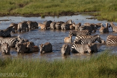 Zebra Circle
