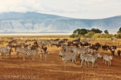 Ngorongoro Crater