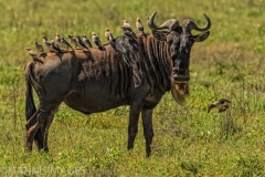 Wildebeest 1