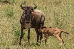 Wildebeest 2