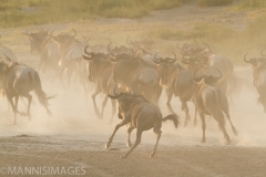 Wildebeest 3