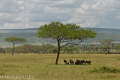 WILDEBEEST 4