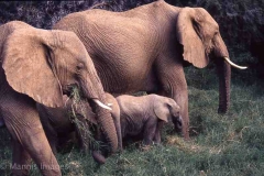 Elephant Family