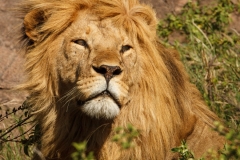 Majestic
