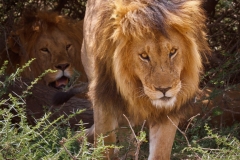 Dominant Male