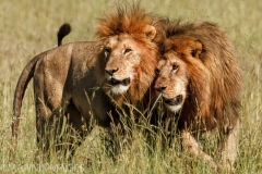 Brothers