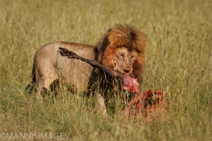 Lion With Kill