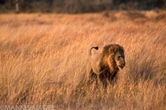 Male Lion 1