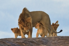 Lion With Cubs 1