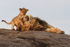 Lion With Cubs 2