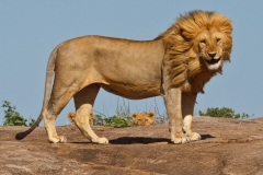 MALE LION 2
