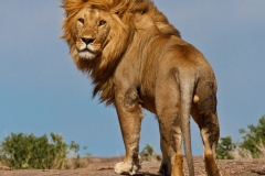 Lion King