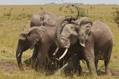 Mud Bath