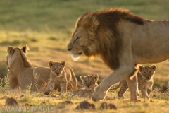 Lion With Cubs 3
