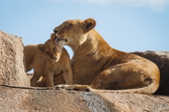 Mother's Love 1
