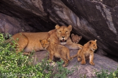 Mother's Love 2