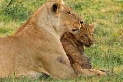 Mom and Cub