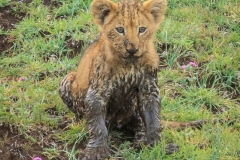 Muddy Cub